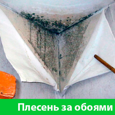 Удаление плесени в Златоусте